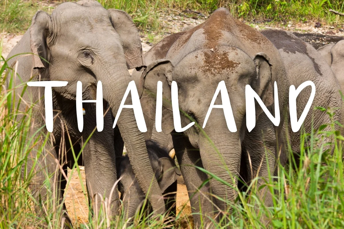 Chasin - Migrated to WordPress